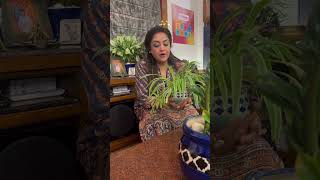 Refreshing My Home With The Humble Yet Mighty Spider Plant