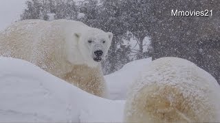 デナリから隠れるララ