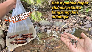 Wow disinilah spot ikan channa asiatica alam di indonesia‼️mudah banget di dapatkan