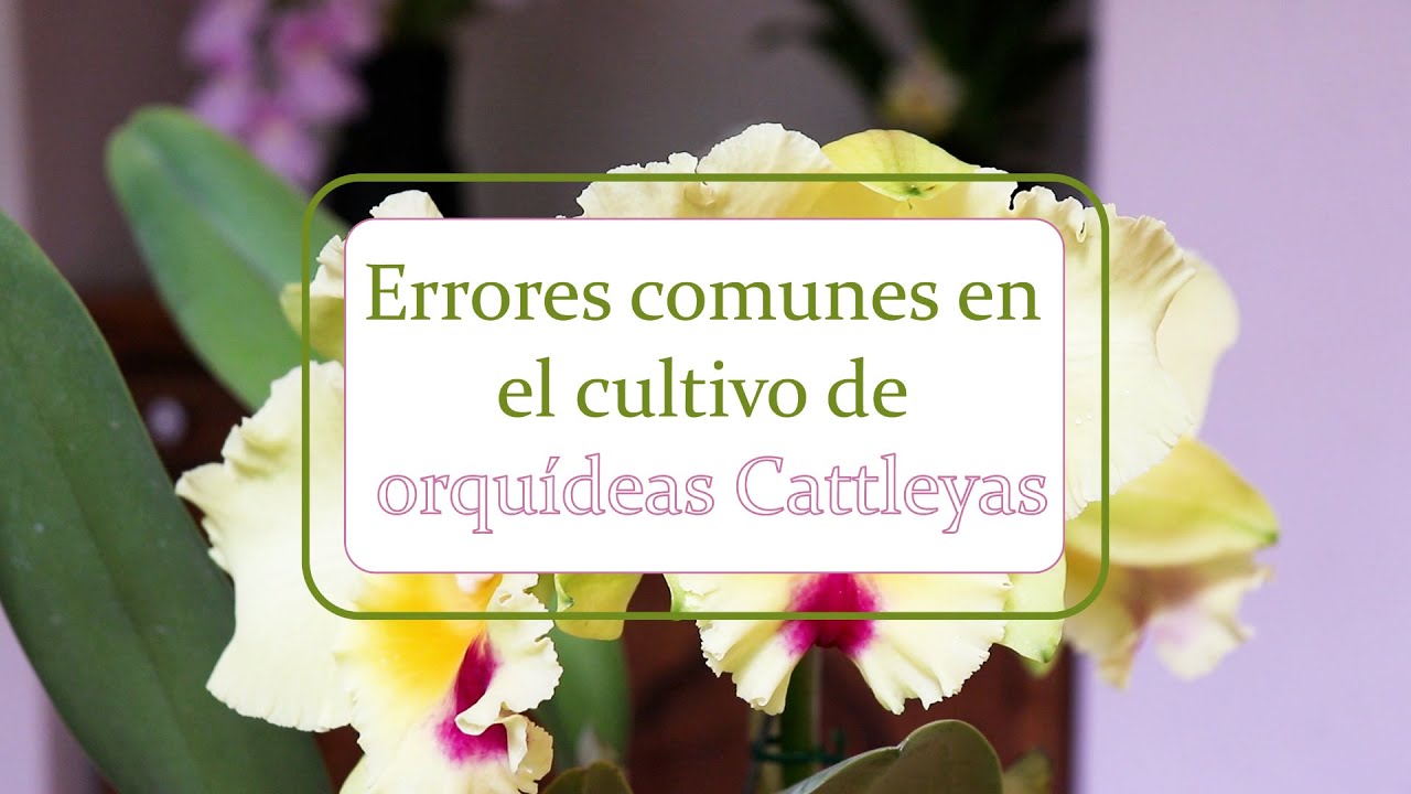 Errores comunes en el cultivo de orquídeas Cattleya