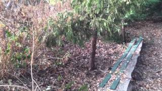 Transplanting larger trees--Good idea?