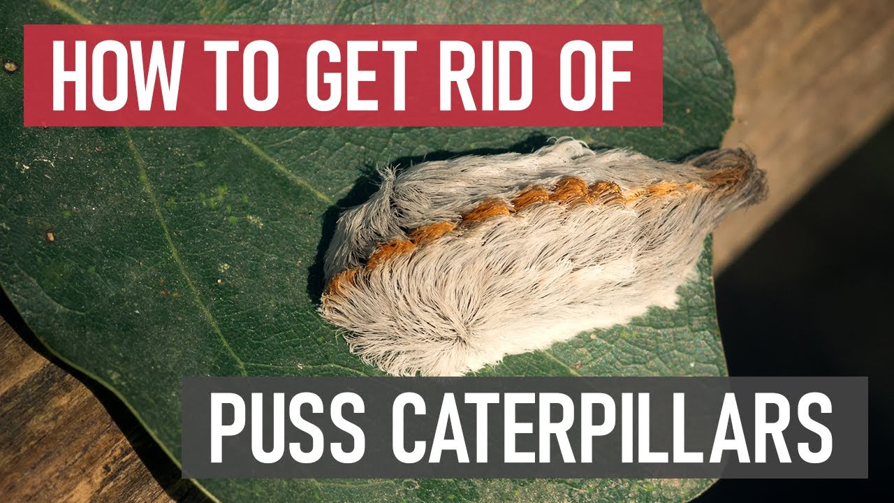 How to Get Rid of Puss Caterpillars (Asps) [DIY Pest Control]