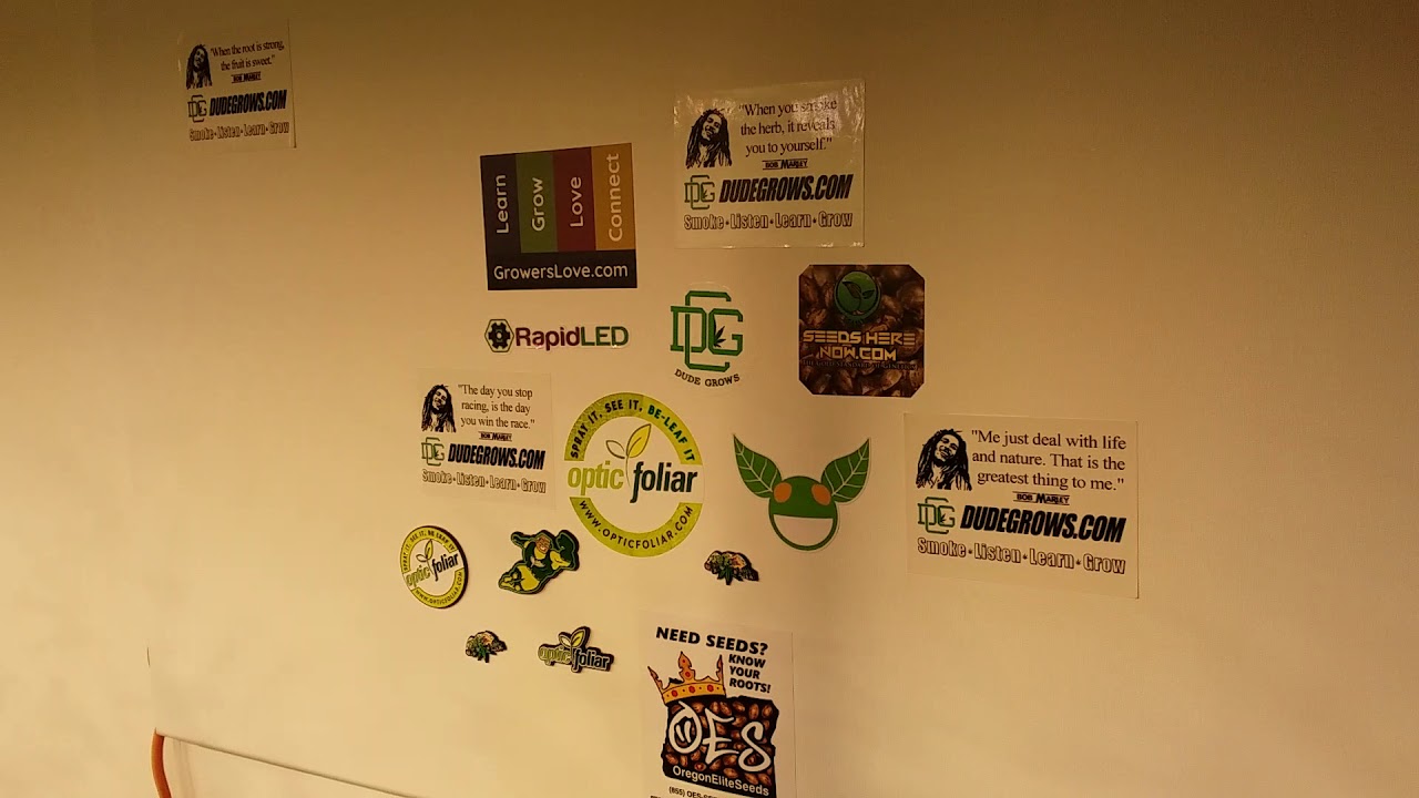 Barneys Farm Pink Kush