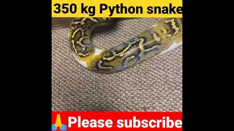 350 kg Python snake world big size snake ,#shorts#snake#animal