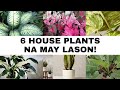 📀 MAG-INGAT KA SA MGA HALAMANG ITO | Philodendron, Caladium at iba pa... | Misterio Ph