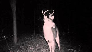 Game Camera Photos 6 Point Buck