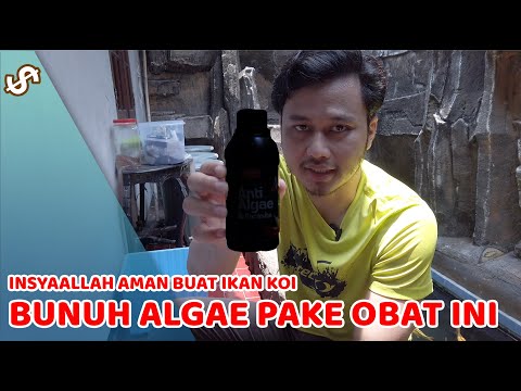 Video: Apakah lumut parasit?