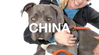 Adopt China at NKLA