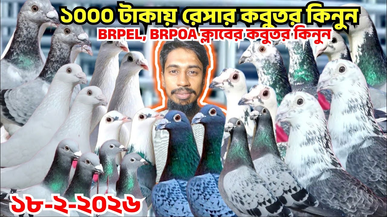 মাত্র ১০০০ টাকায় ক্লাবের রেসার কবুতর বিক্রি করে আসল রেসার কবুতর কিনুন। হৃদয়। কৃষি খবর টিভি 