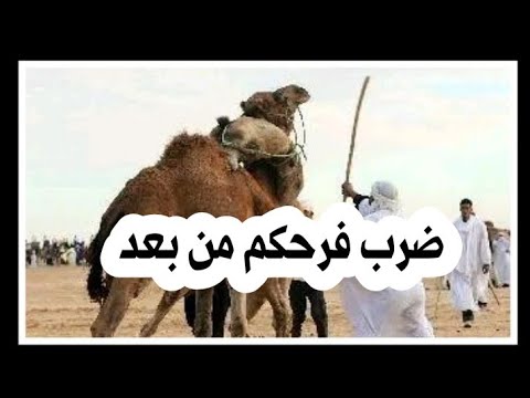 اغاني سوفية بدوية 2023 ضرب فرحكم من بعد جديد افراح وادي سوف 2023