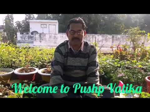 How to grow Shami Plant at your home? - YouTube