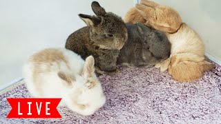 LIVE Bunny Cam! Baby Bunnies Playing