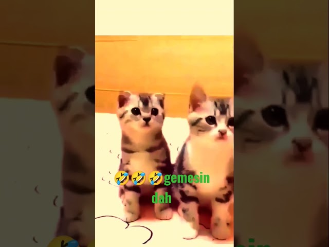 cute meow funny #catvideos #cat #funnycatvideos #shorts #ytshorts class=