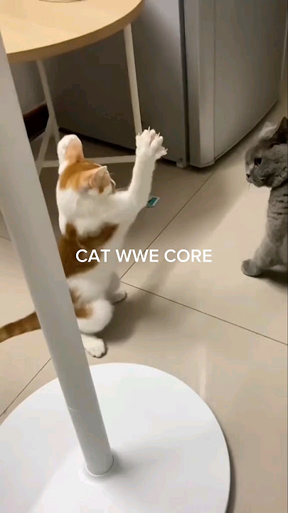 Pertarungan Kucing WWE Siapa yang Menang 😅🤣 #shorts #cat #funny #ngakak #kucing