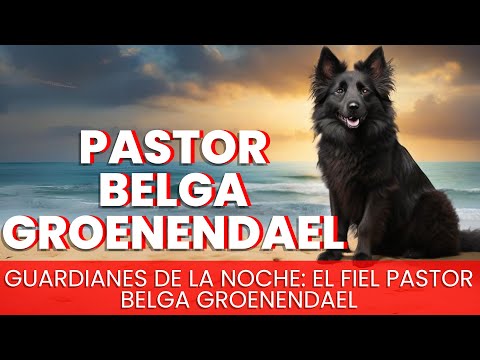 Pastor Belga Groenendael - Raza de Perro