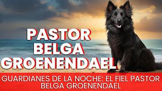 Pastor Belga Groenendael - Raza de Perro