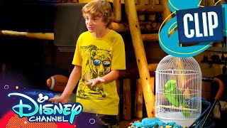 Look Whos Squawking Now Bunkd Disney Channel