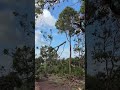 Cape Tree Service in Mount Barker WA 🌳 #capetreeservice #treeremovalmountbarkerwa #Kendenup