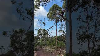 Cape Tree Service in Mount Barker WA 🌳 #capetreeservice #treeremovalmountbarkerwa #Kendenup