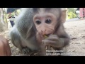 Life of monkeys Ep157, Heather eating lotus, baby monkey eating lotus, H...