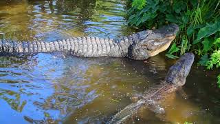 Gators Roaring 2