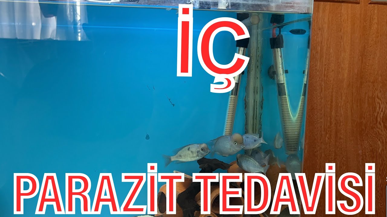 İç parazit neden olur ? Tedavisi nasıl yapılır?