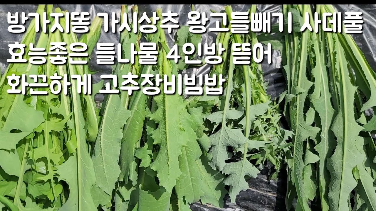 텃밭에 보약 들나물 방가지똥이 나왔어요 왕고들빼기 가시상추 사데풀까지 뜯어 스트레스 풀리게 먹어요