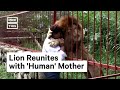 Lion Reunites With His 'Human' Mother | NowThis