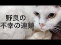 【43】保護後の両耳と避妊の手術で過酷な事実が明らかに