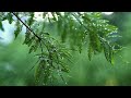 سورة النحل 127 128 للقارئ أحمد بن عبدالعزيز النفيس آية وٱص ب ر و م ا ص ب ر ك إ ل ا ب ٱلل ه سورة النحل 127 128 للقارئ أحمد بن عبدالعزيز النفيس آية وٱص ب ر و م ا ص ب ر ك إ ل ا ب ٱلل ه