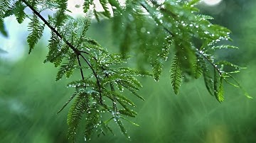 سورة النحل (127-128) للقارئ أحمد بن عبدالعزيز النفيس آية (وٱصْبِرْ وَمَا صَبْرُكَ إِلَّا بِٱللَّهِ)