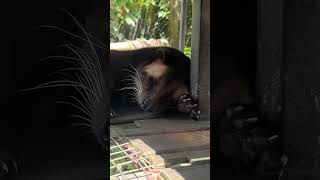 Kopi Luwak coffee, is it tasty or not? 😉😘 #shortvideo #travel #indonesia