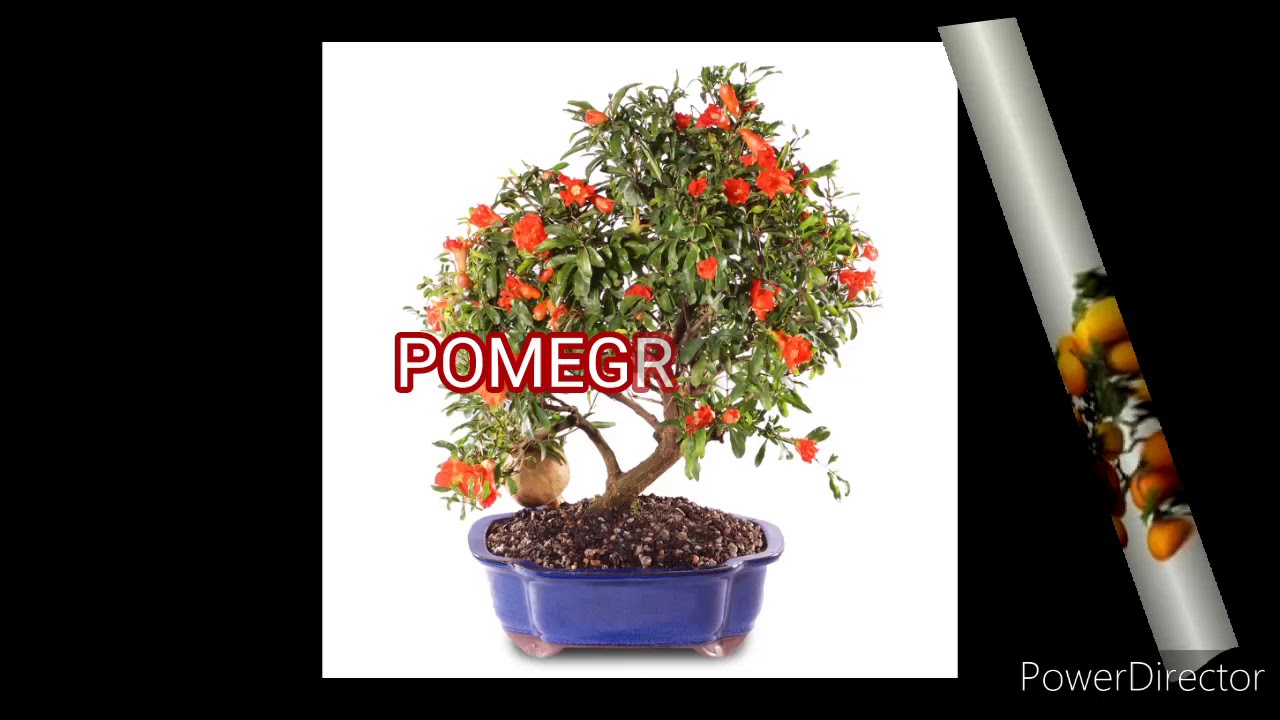 Best fruit plants grown in pots 