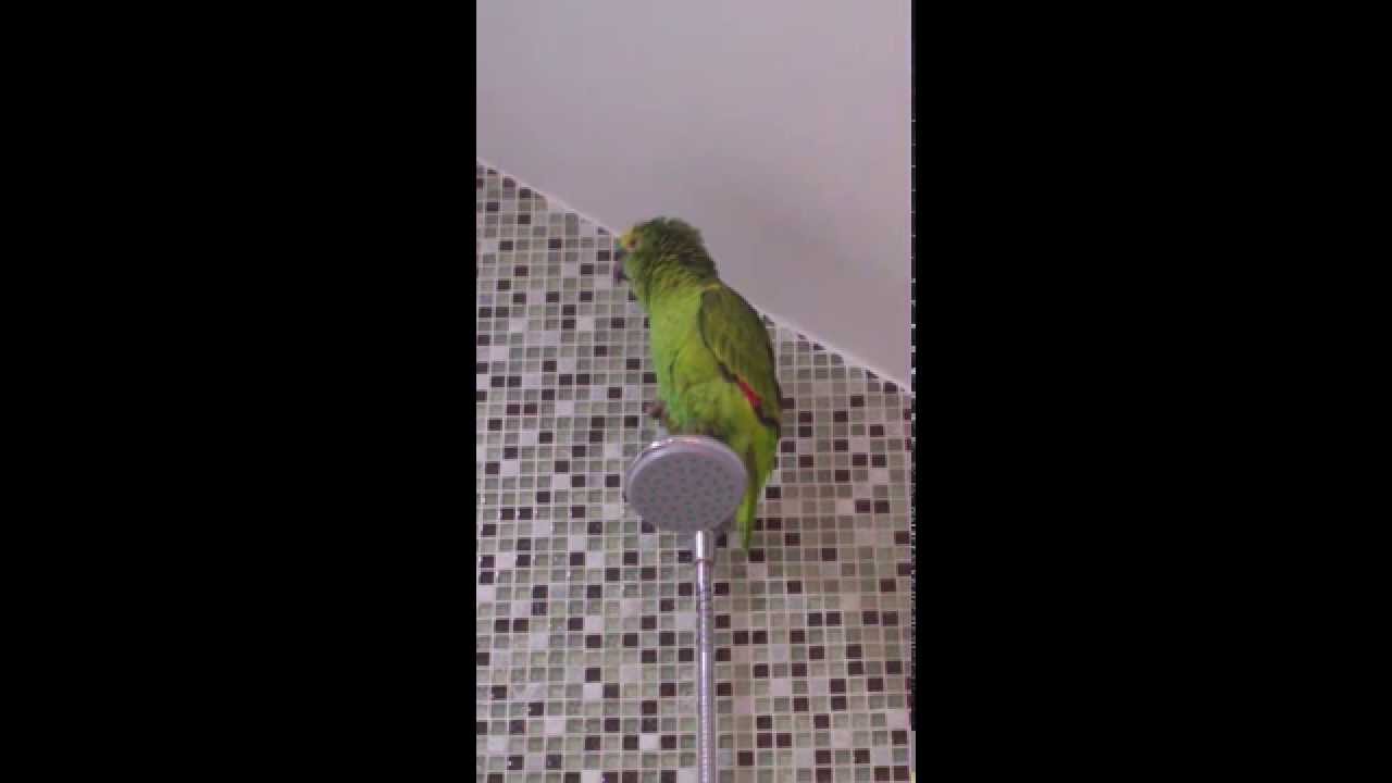 Loro Cantando no Chuveiro - Minha Polaca Gauchinha