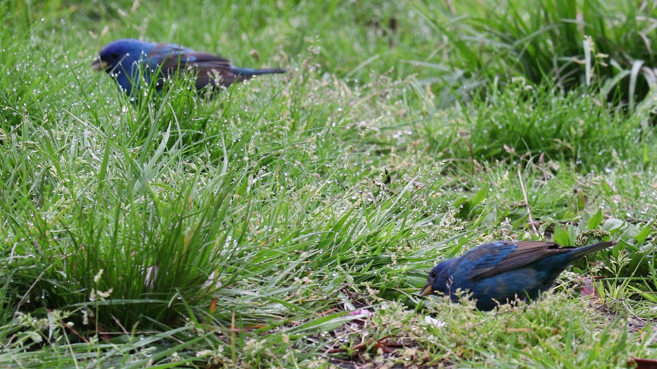 2017-04-26 Indigo Bunting 