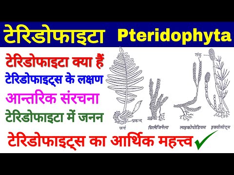 Pteridophyta(टेरिडोफाइटा), टेरिडोफाइट्स के लक्षण, Anatomy, Reproduction, Economic Importance,Biology