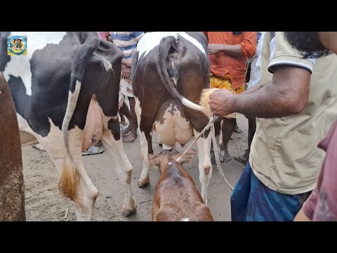 @ আজ 29 July 2026|| খোচাবাড়ী হাটে উন্নত জাতের দুধের গাভী বাছুর সহ দাম||