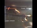 Guppies for sale at low price