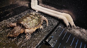 ใหม่ บางใหญ่ - Overflow อ่างเลี้ยงเต่าติดกระจก (เดิม "กรองบน" เปลี่ยนเป็น "กรองล่าง") Set 2