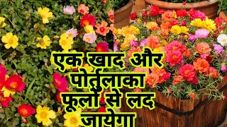 पोर्तुलका या मॉस रोज़ में डालें ये एक खाद और पाएं फूल ही फूल | How to Care & Fertilizes Moss Rose |