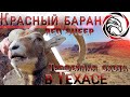 ТРОФЕЙНАЯ ОХОТА В ТЕХАСЕ. ФИЛЬМ ПЕРВЫЙ