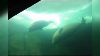 氷の隙間からきょろり 旭山動物園のアザラシ