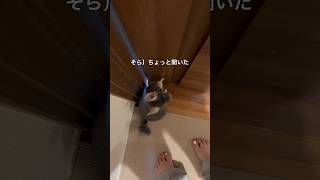 ウンショ　帰りたくなって扉を押すチンチラ＃chinchilla＃チンチラ＃shorts