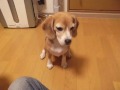 スーパービーグル プリン "Purin the Super Beagle " #19