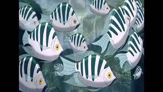 Smv Hawaiian Roller Coaster Ride