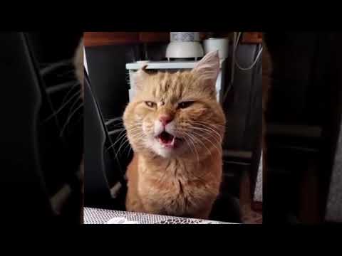 Видео: Кот поёт с хозяином песню.