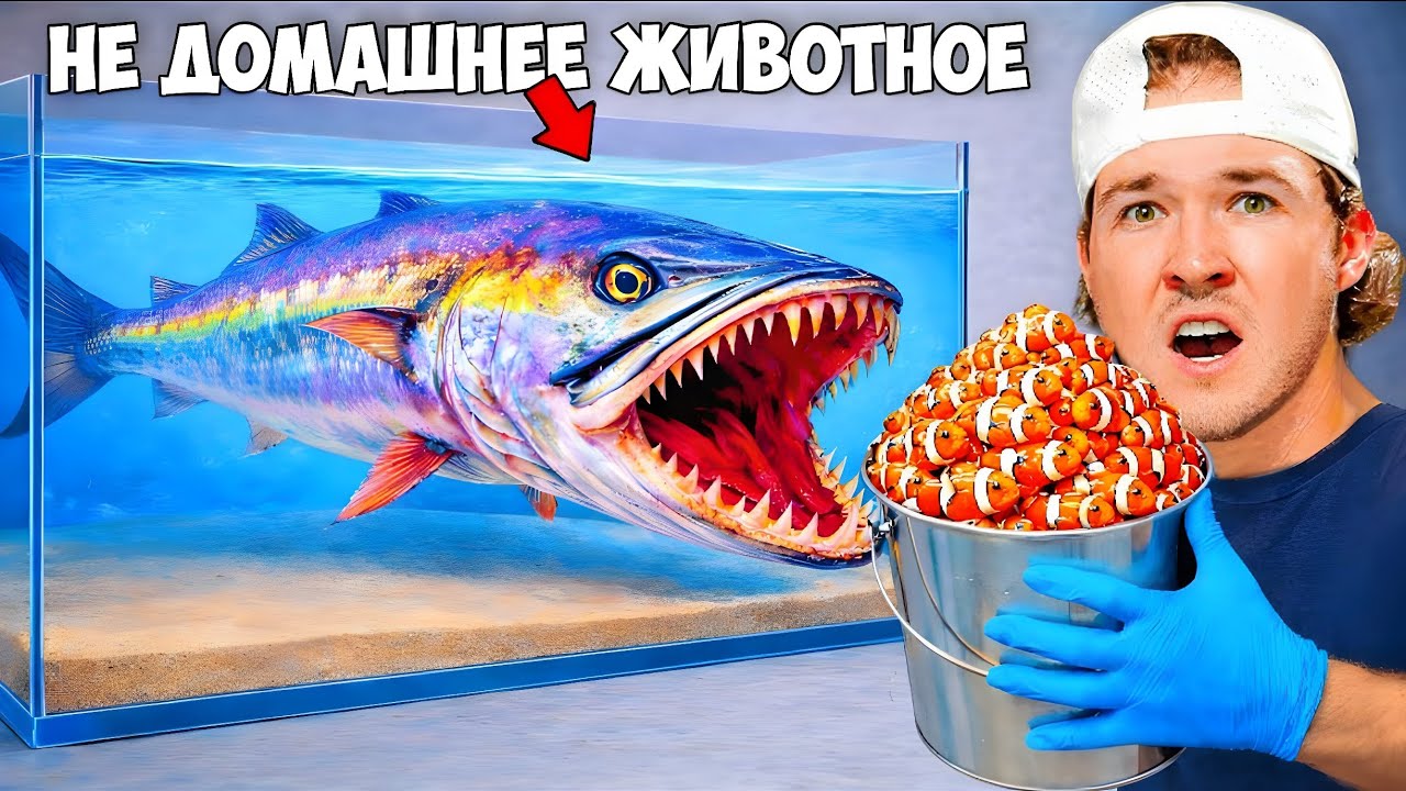 Домашняя барракуда против 5 уровней рыбок...