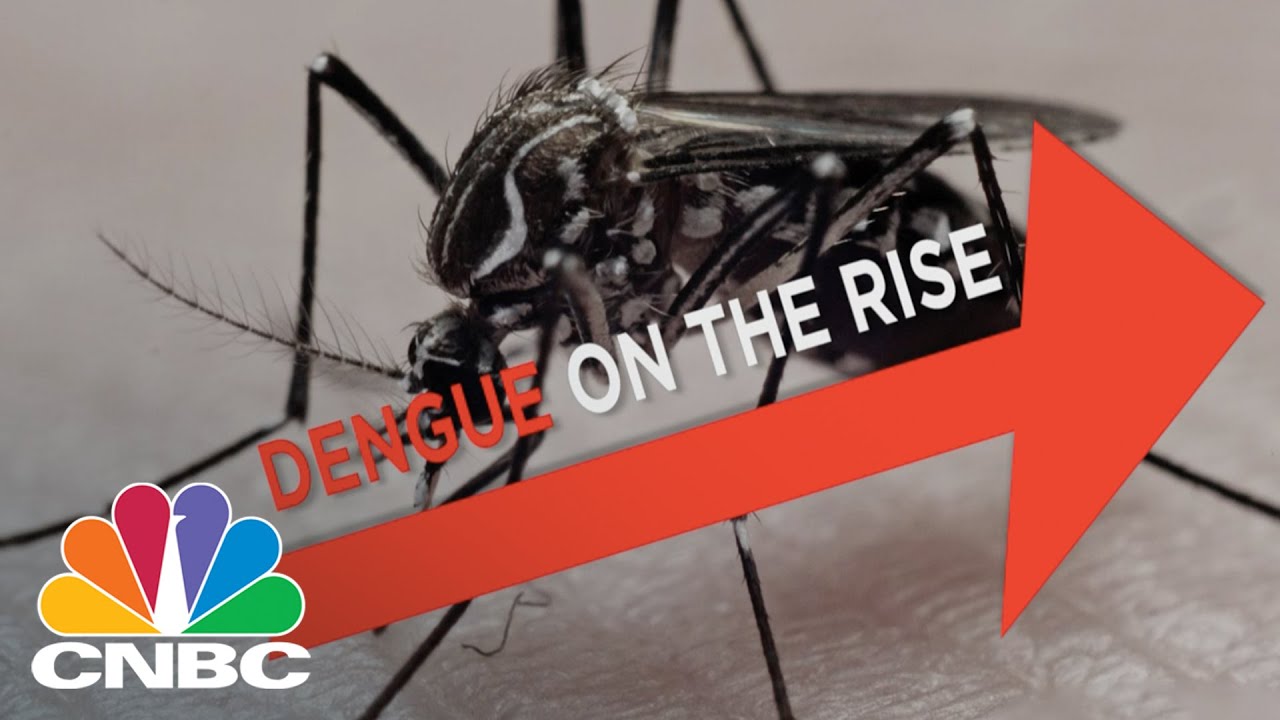 What Is Dengue Fever Cnbc Youtube