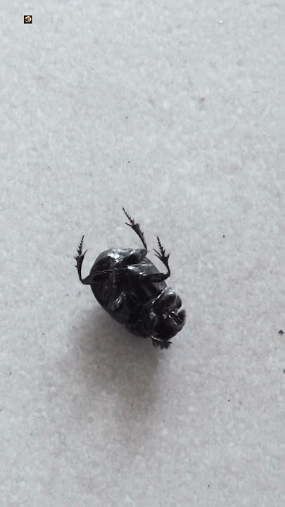 Beetle sound