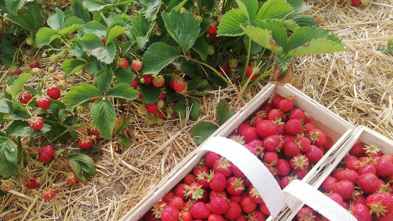Jahody - samosběr, nákup Lidl - 16.6.2021 / Jana C.